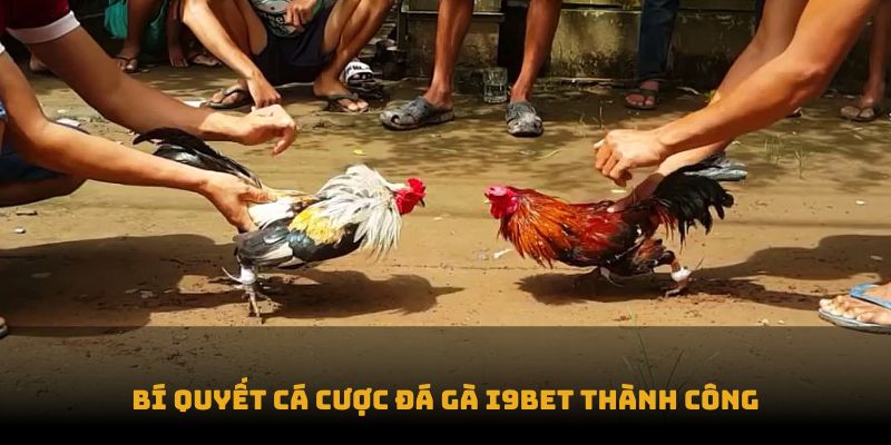 Bí quyết cá cược đá gà I9BET thành công