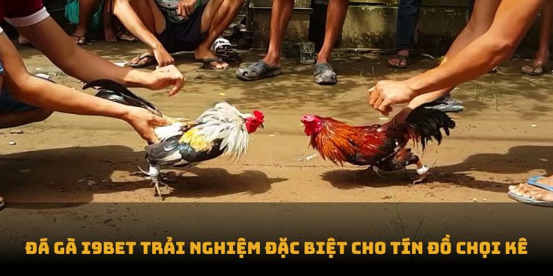 Đá gà I9BET trải nghiệm đặc biệt cho tín đồ chọi kê